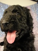 Female puppies for sale|Giant schnoodle breeder|Iowa 2012